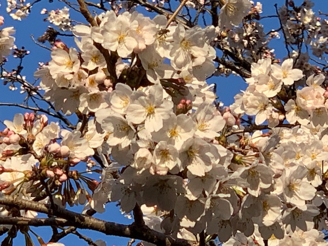 写真:満開の桜