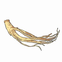 イラスト:人参